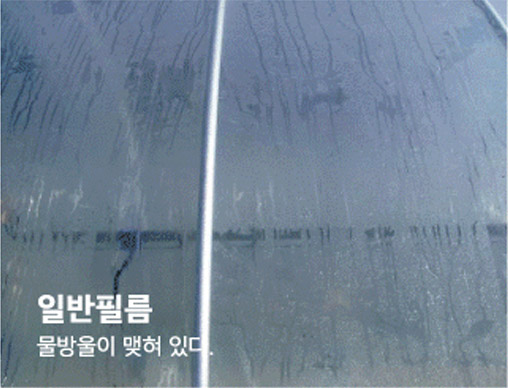 일반필름 물방울이 맺혀 있다.