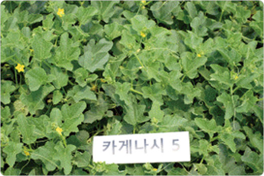 카게나시 5 적용 사진