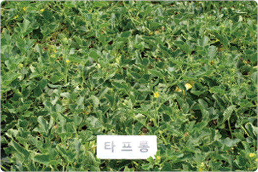 타프롱 적용 사진